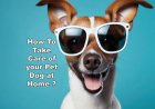 How To Take Care of your Pet Dog at Home ?