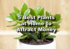 5 Best Plants at Home to Attract Money