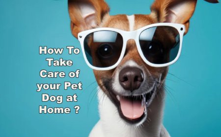 How To Take Care of your Pet Dog at Home ?
