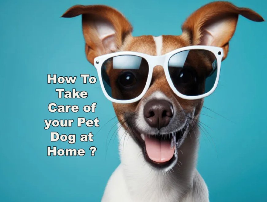 How To Take Care of your Pet Dog at Home ?