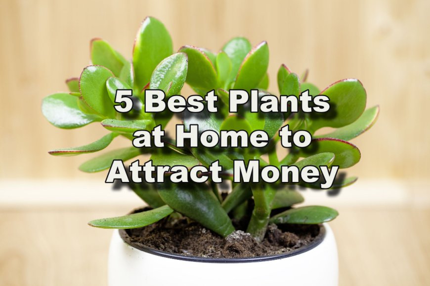 5 Best Plants at Home to Attract Money